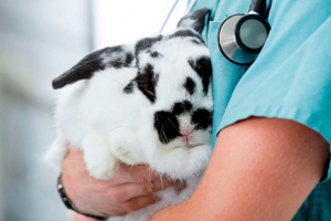 Što i kada napraviti cijepljenje zečeve kod kuće? Što i kada napraviti cijepljenje zečeve kod kuće?